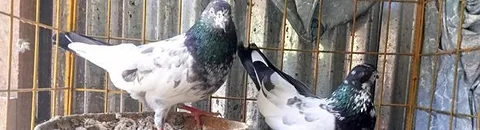 হাই ফ্লায়ার কবুতর