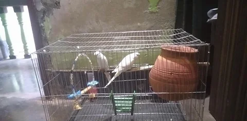রানিং বাজ্রিগার পাখি