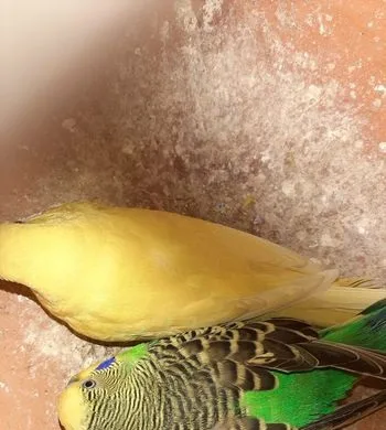বাজরিকা পাখি