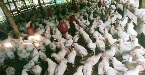 কক মুরগি