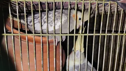 Running Cockatiel