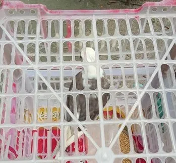 ককটেল পাখি