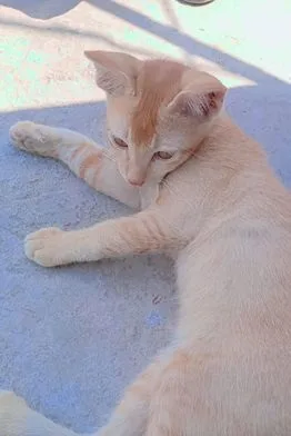Mixed parsiyan male cat