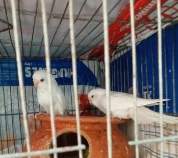 Budriger Birds
