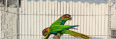Blue Throated Conure