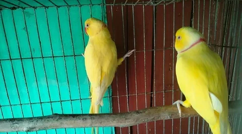 দুইটা হলুদ টিয়া মেল