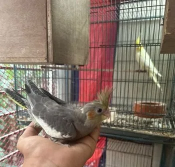 গ্রে ককাটেল ২ পিস