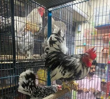 সেরামা মুরগি