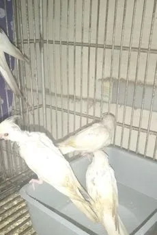 3 Pis Albino Red Eye Baby