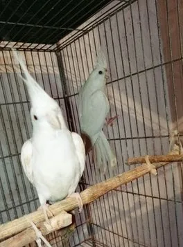 রানিং রেড আই এলবিনো পেয়ার