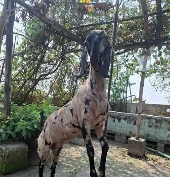 বিটল ছাগল