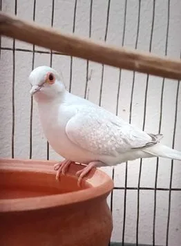Diamond Dove White