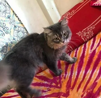 Traditional Persian Male Cat