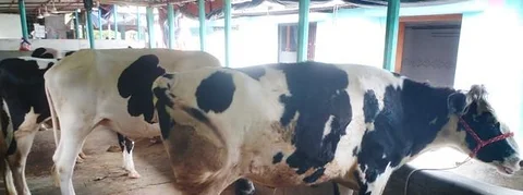লটে ৪টি মুন্ডি বকনা পোষার