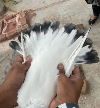শিয়াল কুঠি