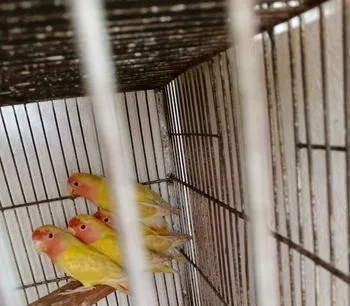 Lovebird Pakhi