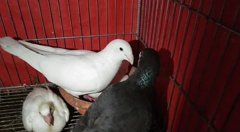 Kobutor Bikri