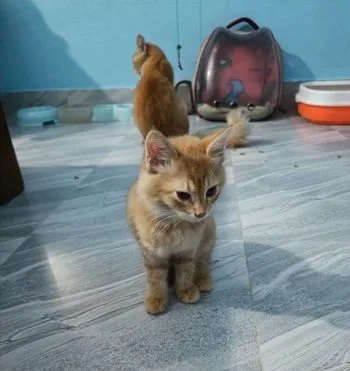 Cat Sell