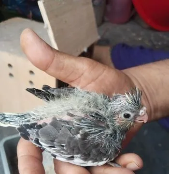 টেম সাইজ বেবি ককাটেল