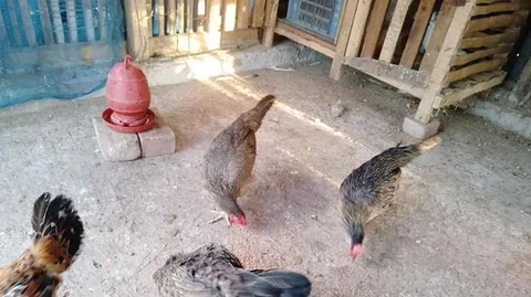 দেশি মুরগী