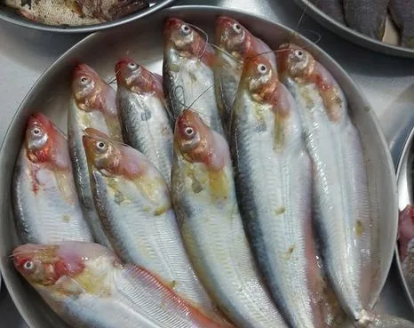 অরিজিনাল নদীর মাছ