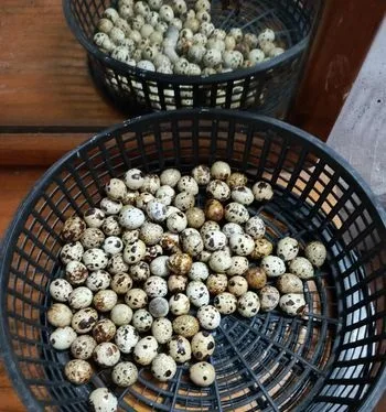 কোয়েল পাখির ডিম