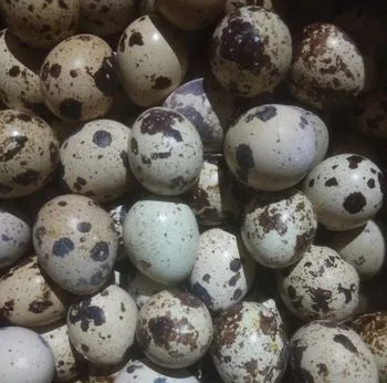 নিরাপদ কোয়েল পাখির ডিম