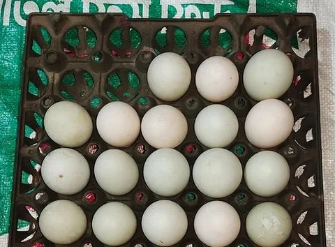পাতিহাঁসের ডিম