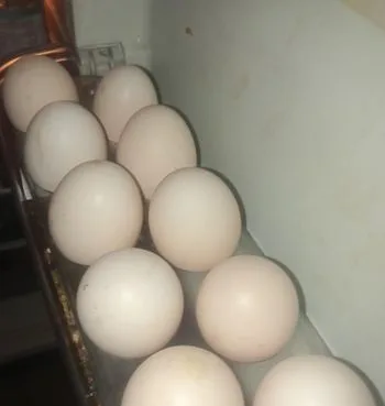 আসলি ফাইটার মুরগির ডিম