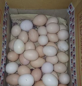 দেশি মুরগির ডিম