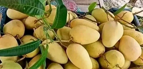 বারোমাসি কাটিমন আম