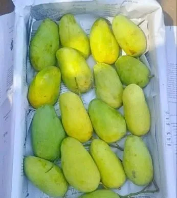 কাটিমন আম