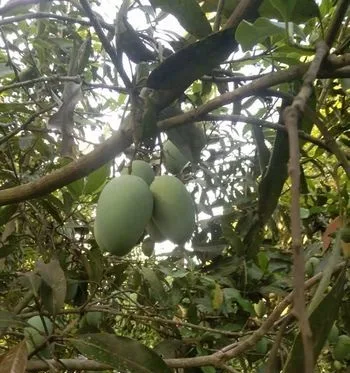 কাঁচা আম