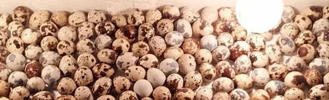 কোয়েলের ডিম