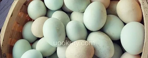 হাঁসের ডিম