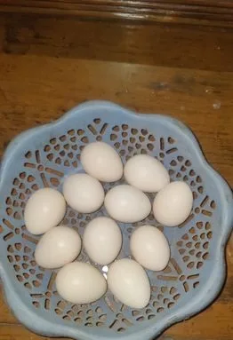 দেশি মুরগির ডিম