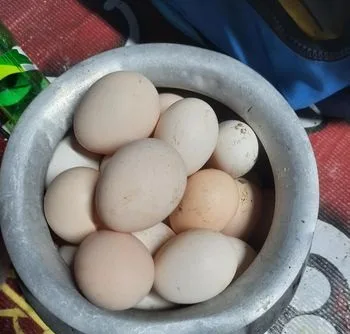 মুরগির ডিম