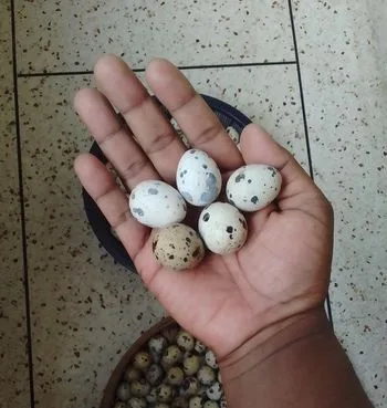 koel egg