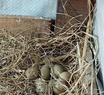 কিং কোয়েলের ডিম