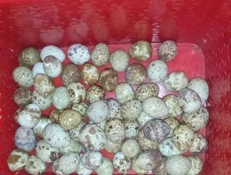 কোয়েলের ডিম বিক্রি