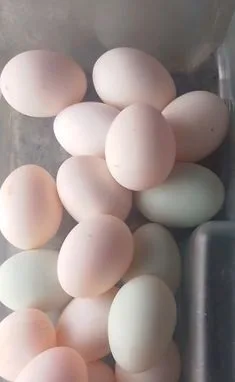 দেশি হাসের ডিম