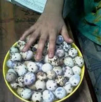 কোয়েল পাখির ডিম
