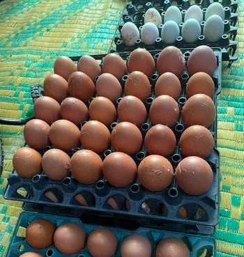 নিজ খামারের ডিম