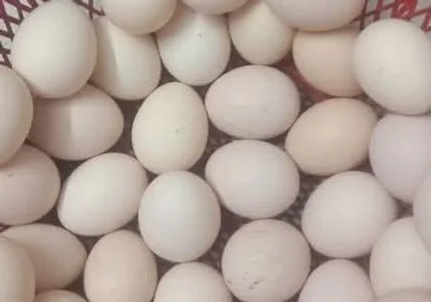 মুরগী ডিম