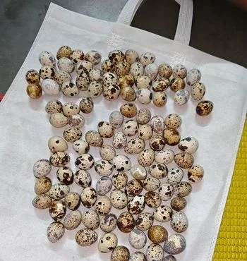 কোয়েল পাখির ডিম