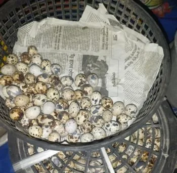 কোয়েল পাখির ডিম