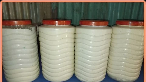 দেশী গরুর দুধের ক্রিম