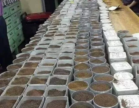 চা পাতা