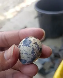 কোয়েল এর ডিম