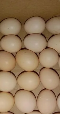 Desi Murgir Dim